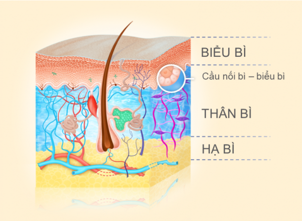 Thấu hiểu về làn da – cấu trúc và chức năng của da